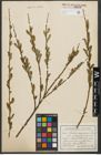 Foto von Salix purpurea L.